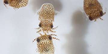 Nasa to launch baby squid to International Space Station