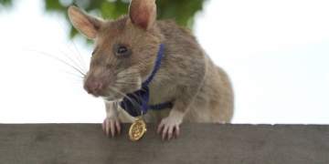 Magawa the hero rat retires from job detecting landmines