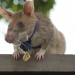 Magawa the hero rat retires from job detecting landmines