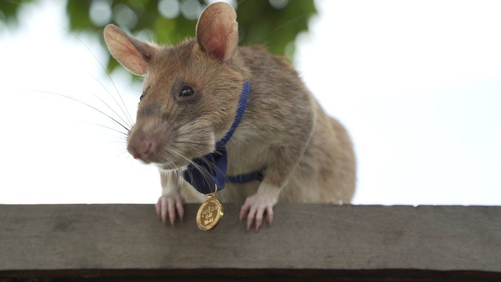 Magawa the hero rat retires from job detecting landmines