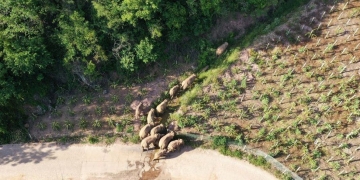 China elephants: Herd on mammoth 500km trek reaches Kunming