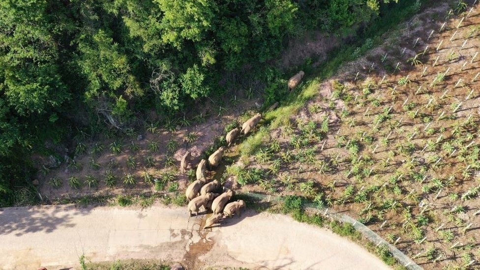 China elephants: Herd on mammoth 500km trek reaches Kunming