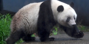 Japan panda: Possible pregnancy bumps restaurant stock price