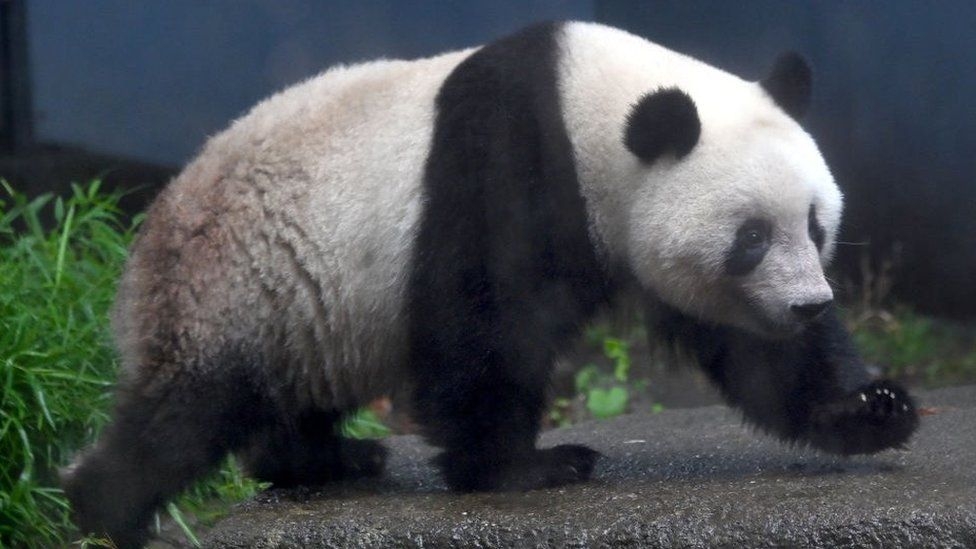 Japan panda: Possible pregnancy bumps restaurant stock price