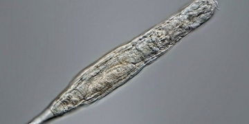 Bdelloid rotifer survives 24,000 years frozen in Siberia
