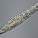 Bdelloid rotifer survives 24,000 years frozen in Siberia