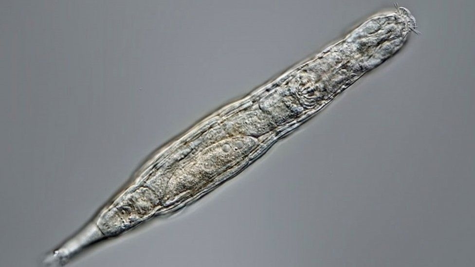 Bdelloid rotifer survives 24,000 years frozen in Siberia