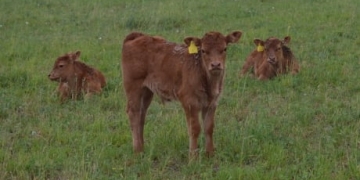 Not your regular load of bull: Rare triplets born to cow on Brantford farm