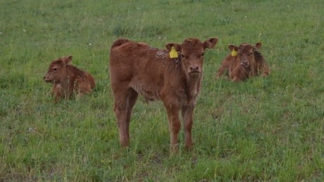Not your regular load of bull: Rare triplets born to cow on Brantford farm