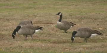 City of Moncton getting mixed results with efforts to persuade geese to nest elsewhere