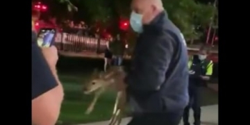 Fire crews rescue baby deer from trench near Western