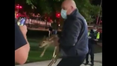 Fire crews rescue baby deer from trench near Western