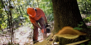 B.C. announces plans to update and modernize forestry policy