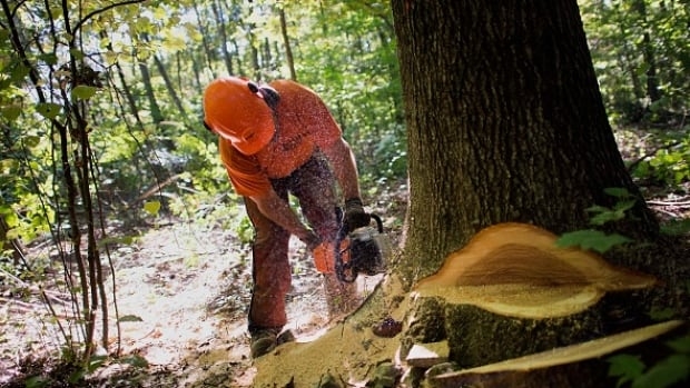 B.C. announces plans to update and modernize forestry policy
