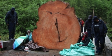 First Nations call for deferral of old-growth logging in Fairy Creek, Central Walbran for 2 years