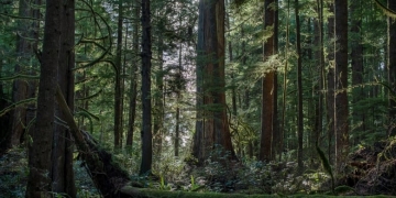 Politicians, environmentalists, industry divided on B.C.'s forestry plan