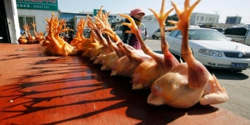 China reports 1st human case of H10N3 bird flu