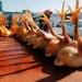 China reports 1st human case of H10N3 bird flu