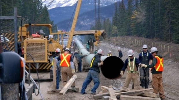Energy Regulator orders Trans Mountain to stop tree clearing