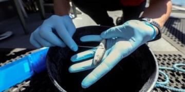 Scientists use gene-splicing tool to ID endangered salmon in California