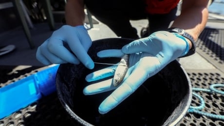 Scientists use gene-splicing tool to ID endangered salmon in California