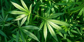 Senate committee moves to let intel agencies hire people who have used marijuana