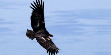 Endangered Species Act restored by federal judge after Trump-era weakening